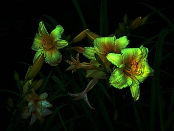 Lily, Flowers, Bouquet, Background HD wallpaper
