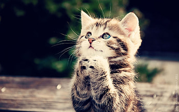 Animals, Cats HD wallpaper