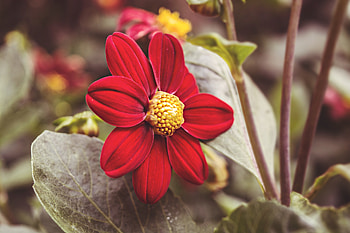 Flowers, Flower, Petals, Close-Up HD wallpaper