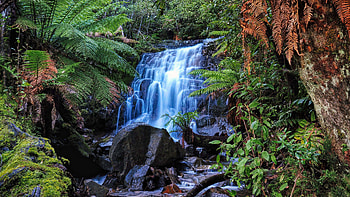 Landscape View Of Waterfall Stream On Rocks Stones Fern Leaves Tree Branches Forest Background Nature HD wallpaper