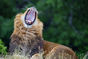 Animals, Lion, Predator, Big Cat, Wildlife, To Yawn, Yawn HD wallpaper