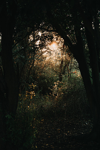 Nature, Trees, Sun, Rays, Beams, Forest, Branches HD phone wallpaper