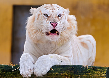 Angry, predator, white tiger HD wallpaper
