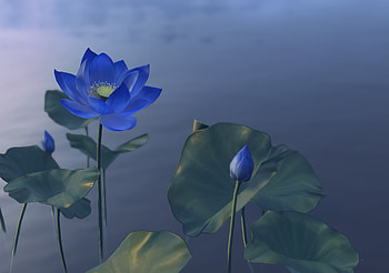 Blue lotus, summer, blue, fantasy, flower, colin valek, lotus HD wallpaper