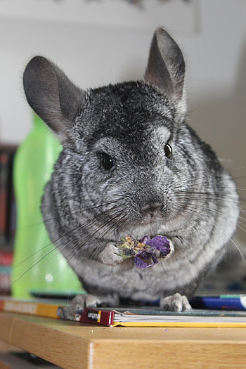 Chinchilla by Christopher Cunningham, Furry companions, Cute and cuddly, with character HD phone wallpaper