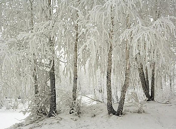 Draped in Winter Whites, white, wood, snow, branches, trees, forest HD wallpaper