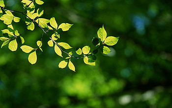 Leaf, Vibrant foliage, Nature's palette, Botanical beauty HD wallpaper