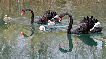 Swan, Animals, Black swan couple, Chicks HD wallpaper
