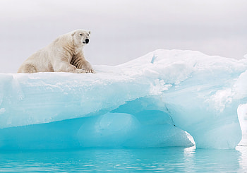 Arctic travels, murals, Digital print, mural HD wallpaper