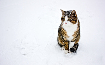 Animals, Winter, Snow, Cat, Spotted, Spotty, Striped, Stroll HD wallpaper