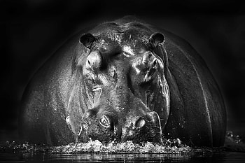 Hippopotamus species, massive herbivore, aquatic habitat, powerful jaws HD wallpaper