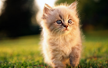 Animals, Cats HD wallpaper