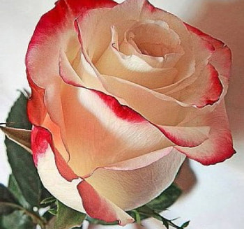 Peach Rose with Red Tint, rose, petals, nature, flowers, red tint, macro HD wallpaper