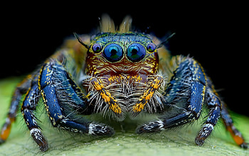 Spider, Jumping spider, Striking , Incredible agility HD wallpaper