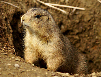 Prairie Dog , Adorable animal, Cute creature, backgrounds HD wallpaper
