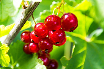 Food, Currant, Berry, Fruit HD wallpaper