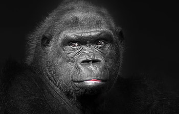 Powerful gorilla, Majestic creature, High-definition , Natural habitat HD wallpaper