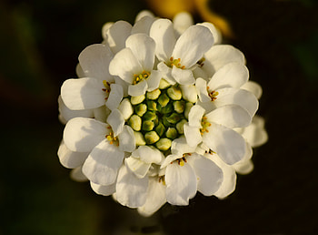 Close up, bloom, white flower, bud HD wallpaper