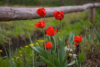 Nature, Flowers, Grass, Tulips, Dandelions, Fence HD wallpaper