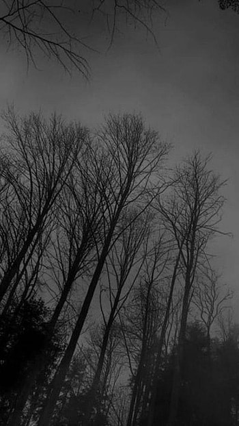 Dark Academia, Depressed Forest HD phone wallpaper