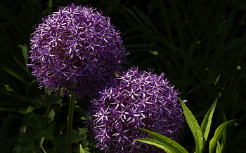 Purple PomPom Flowers, purple, leaves, pompom, bee, green, flowers HD wallpaper