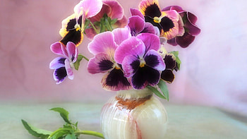 Still Live, vase, pink, beautiful, flowers HD wallpaper