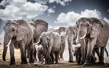 herd of elephants, gray elephants, Africa, little elephant, wildlife, elephant family, elephants HD wallpaper