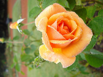 Peachy Wet Rose!, rose, peachy, wet, nature, flowers HD wallpaper