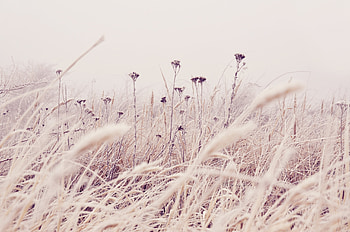 Plants, Nature, Flowers, Grass, Macro, Field, Stems HD wallpaper