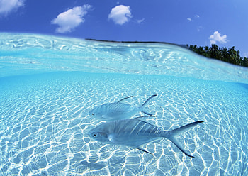 Animals, Fishes, Couple, Pair, Island, Shallow Water, Shoal HD wallpaper