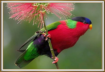 BEAUTIFUL PARROT, NATURE, PARROT, BEAUTIFUL HD wallpaper