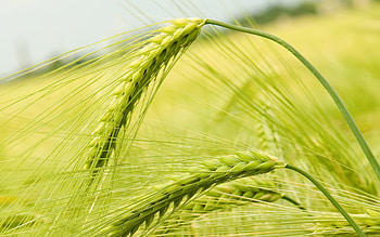 Plants, Wheat HD wallpaper