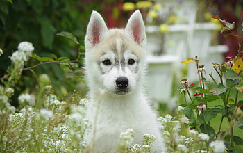Dog, happy dog, garden, nature, flowers HD wallpaper