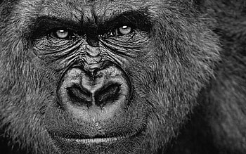 Close-up, Gorillas HD wallpaper