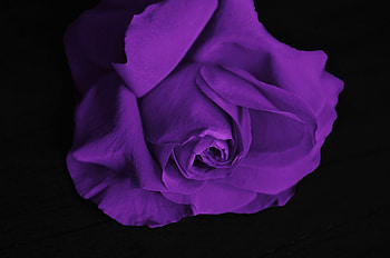 Gorgeous Purple Rose, Flowers, Roses, Nature, Purple HD wallpaper