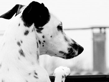 :), dog, white, black, dalmatians, cute HD wallpaper