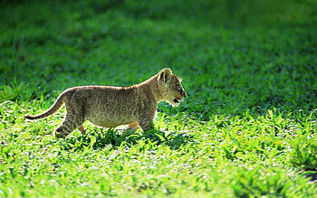 Animals, Grass, Young, Leopard, Joey HD wallpaper