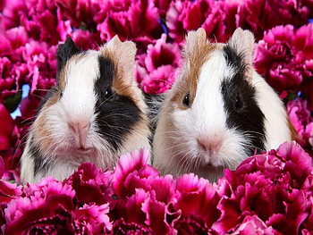 Pink flowers and two cuties, animal, pink, white, black, brown, mouse, flower, guinea pig HD wallpaper