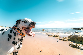 Animals, Dog, Protruding Tongue, Tongue Stuck Out, Dalmatian, Dalmatians, Collar HD wallpaper