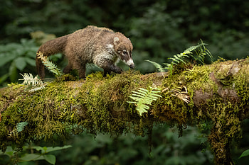 Coati, Cloud forest, Wildlife graphy HD wallpaper