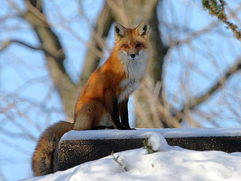 Red Fox, beautiful, fox, , red HD wallpaper