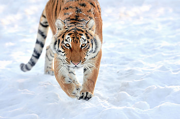 Lion Walking In Snow, lion, animals, snow HD wallpaper