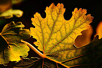 Veins, Gold Leaf HD wallpaper