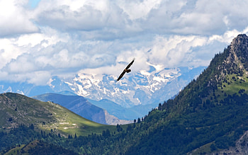 Bearded Vulture at Flight, bird, France, flight, vulture, mountains HD wallpaper