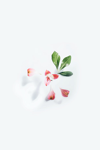 Minimal, white flower and leaf HD phone wallpaper