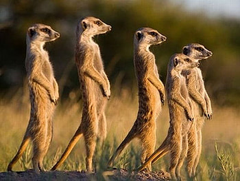 Meerkats, cool, beautiful HD wallpaper