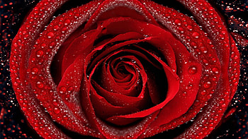 Drops, Flower, Macro, Rose Flower, Rose, Petals HD wallpaper