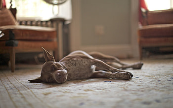 Animals, Dog, Room, Asleep, Sleeps HD wallpaper