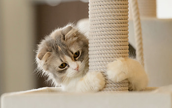 Animals, Cats HD wallpaper