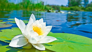 Nature, blurred background, lily pads, water lilies HD wallpaper